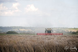 2019-08 Harvest
 Hero