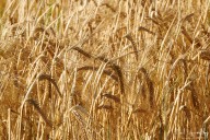 2022-08 Harvest
 Hero
