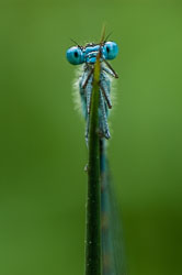 Dragonfly
 Hero