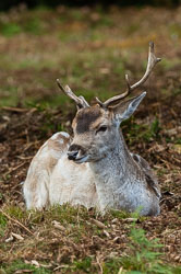 Fallow Deer
 Hero