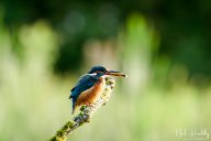 Kingfishers
 Hero