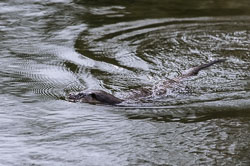 Otter
 Hero
