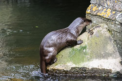 Otter