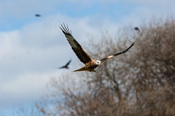 Red Kite
 Hero