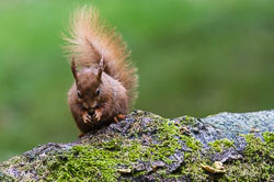 Red Squirrel
 Hero