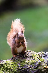 Red Squirrel
 Hero