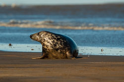 Seal
 Hero